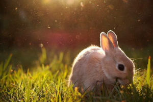 Jakie króliki jedzą?