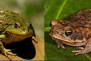Co różnią się żabę i ropucha?