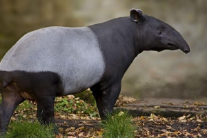 Tapir stapelowy Tapir stapelowy