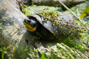 Turtle mieszający - znikający gad