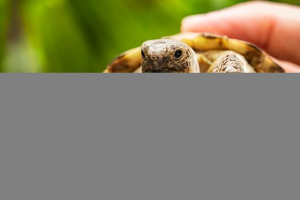 Żółw - to jest gad lub płaz?