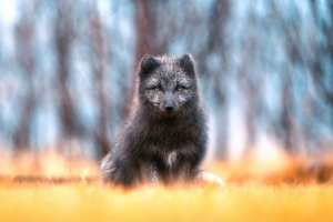 Chernoburka Chernoburka