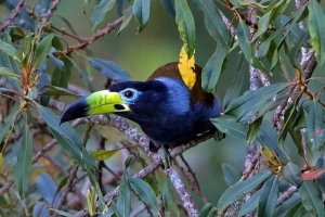 Chernogol andigen - co słynie z tego pierza?