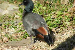 Kaczka lake chernogol