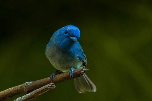 Chernogol monarch - piękny test motyla