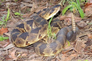 Cherkhestaya hartening snake - antidotum for man