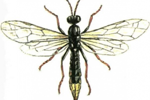 Klips character blackged - prawdziwy owad