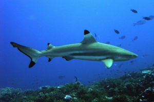 Sherpiece rafa reef. Zdjęcie drapieżnego Sherpiece rafa reef. Zdjęcie drapieżnego