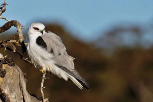 Kropirator dymny na czarno - łowca zręczne pola