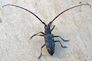 Czarne chrząszcze usachi - niebezpieczne szkodniki