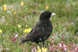 Czarne skurcze znane nam jak shpak