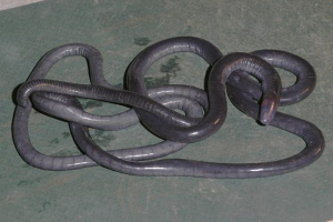 Czerniki - oderwanie niegrzecznych płazów