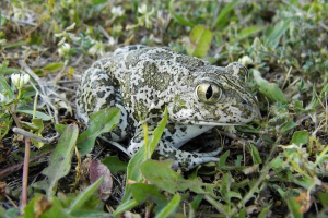 Syryjski czosnek: frogs fotografia i opis Syryjski czosnek: frogs fotografia i opis