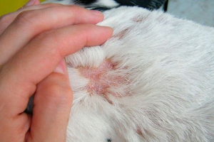 Świerzb u psów - skąd pochodzi? Świerzb u psów - skąd pochodzi?