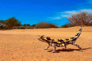 Trójnik (kręgowców ziemi) Trójnik (kręgowców ziemi)