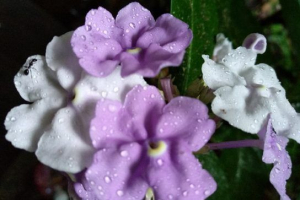 Chirik sanango - roślina lecznicza ameryka południowa Chirik sanango - roślina lecznicza ameryka południowa