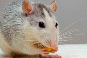 Co jedzą ozdobne szczury w domu? Pasza i dodatkowe jedzenie Co jedzą ozdobne szczury w domu? Pasza i dodatkowe jedzenie