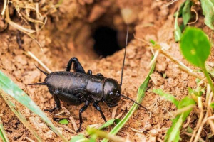 Co napędza krykiet?