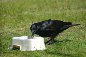 Co i jak kradnąć wrona?