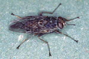 Co wiemy o tsets? Niż ta mucha jest sławna?