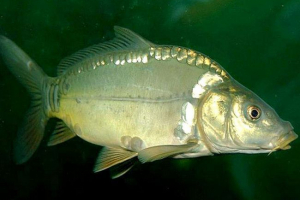 Co wiemy o karp? Co wiemy o karp?