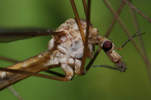 Co wiemy o komary? Fakty dotyczące tych, które karmymy