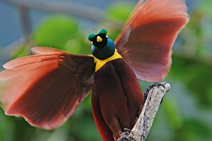 Co wiemy o rajskich ptakach?