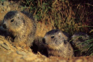 Co wiemy o zwierzętach hibernacyjnych w zimie?