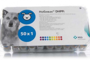 Jakie są szczepienia nobuck dla psów? Jakie są szczepienia nobuck dla psów?