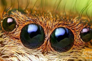 Czym jest arachnophilia? Czym jest arachnophilia?