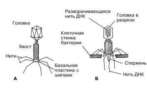 Co to jest bakteriofages?