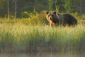 Co to jest wskaźniki biologiczne? Co to jest wskaźniki biologiczne?
