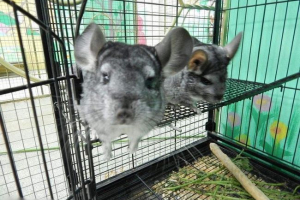 Co to jest kontakt zoo?