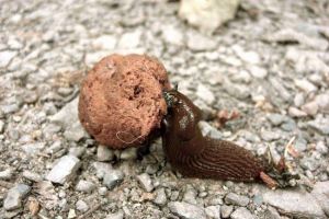 Czym jest coprofagia? Przykłady organizmów roprofagów