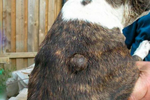 Co to jest lipoma u psów? Co to jest lipoma u psów?