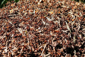 Co to jest marabunta? Co to jest marabunta?