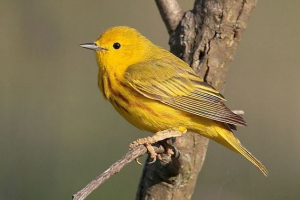 Co to jest gatunek specyl? Co to jest gatunek specyl?