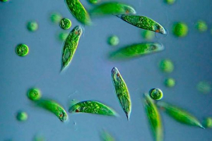 Czym jest zielony evglen? Czym jest zielony evglen?