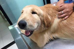 Co powoduje szok anafilaktyczny u psów? Co powoduje szok anafilaktyczny u psów?