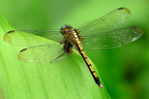 Jaki rodzaj drapieżnika jest ważka? Jaki rodzaj drapieżnika jest ważka?