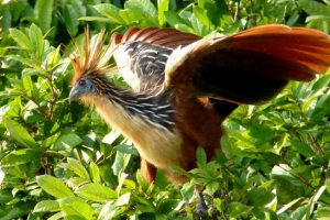 Jaki rodzaj koziołów ptaków? Jaki rodzaj koziołów ptaków?