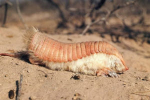 Jaki rodzaj zwierzęcia jest zbroją pancerną? Jaki rodzaj zwierzęcia jest zbroją pancerną?