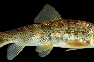 Chukuchan: foto fish, opis Chukuchan: foto fish, opis