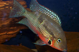 Meeka cikhlasoma: zdjęcie, wygląd, treść