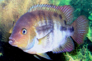 Cichlasome sadzhik: opis ryb Cichlasome sadzhik: opis ryb