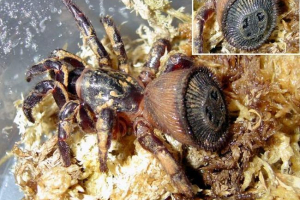 Cyklokosmia - pająki minted