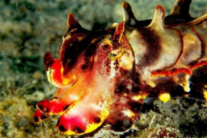 Kwiecista caracatia metasepia pfefferi - jasny mollusk