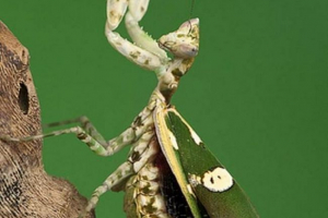 Flower mantis - najjaśniejsza z rodziny