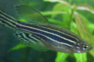 Danio-roerio: ryba akwariowa z rodziny karpia