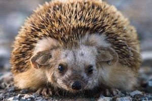 Dauro hedgehog - cute spiny zvek